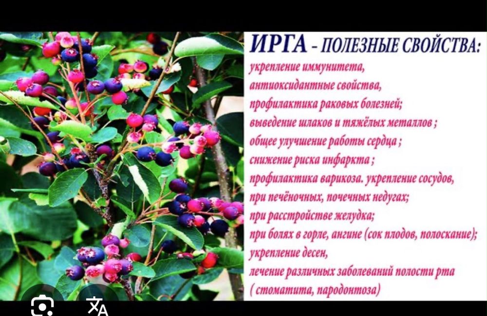 Ирга свежая ягода