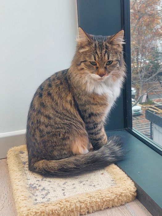 Котенок девочка Ташкент