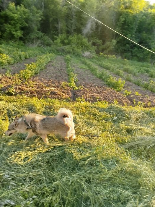 Продам  щенка породы, Лайка