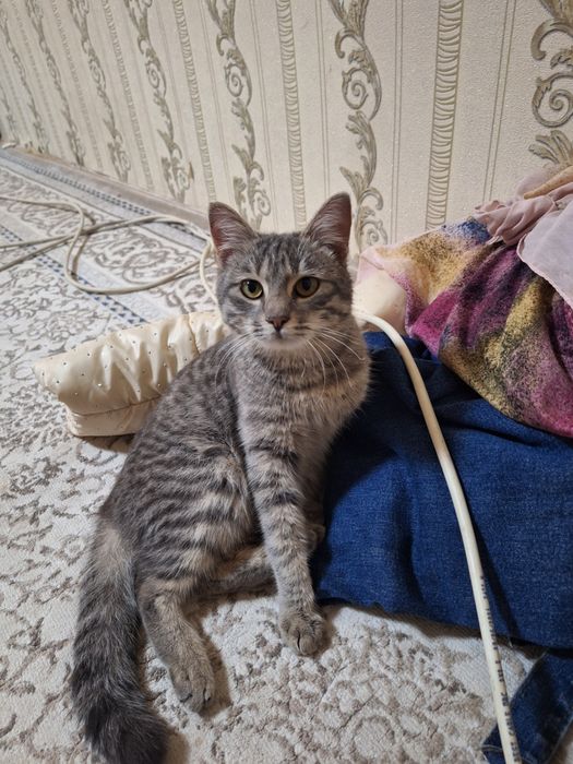 Уй мушуги топиб олинган