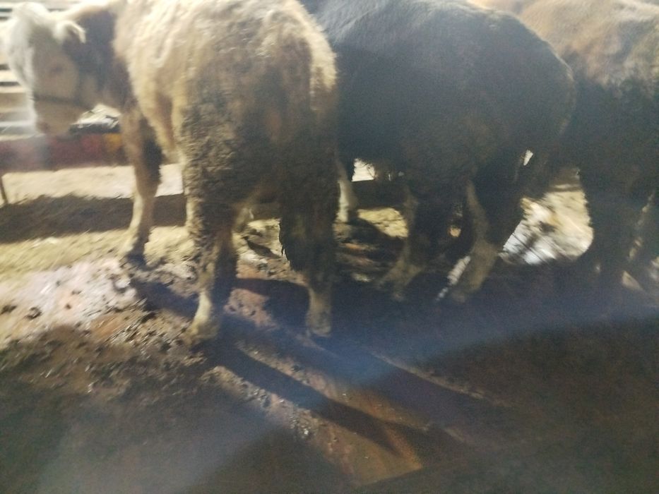 Бұқалар сатылады