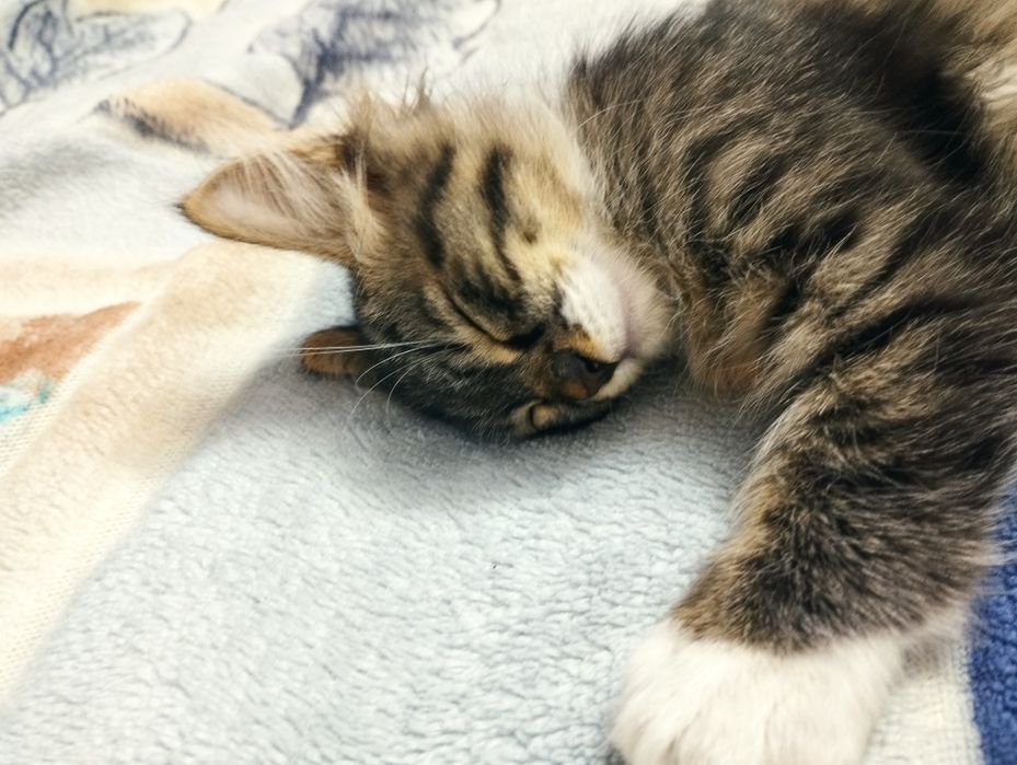 Котята маленькие.2,6месяцев