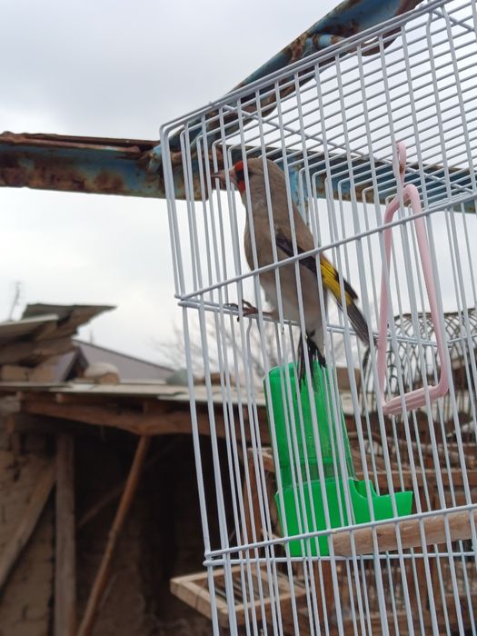 Norwi sotiladi sayrap turgan