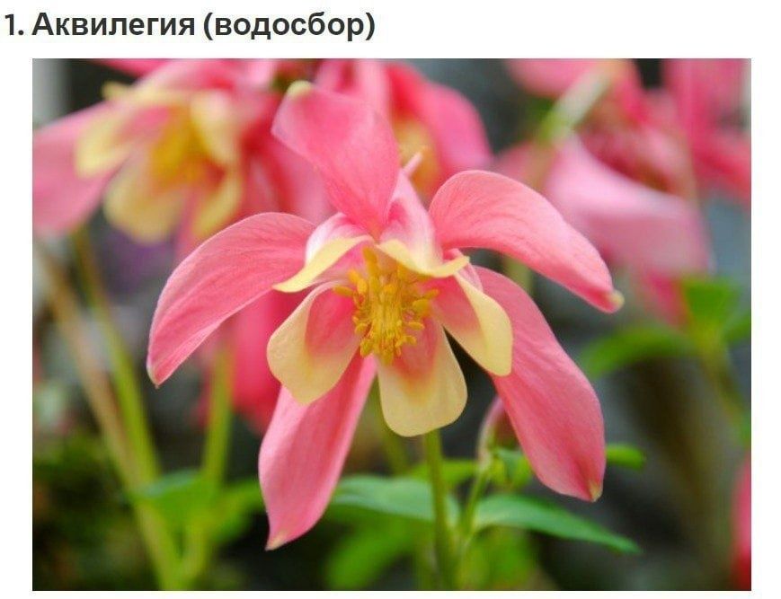 Пересадка цветов и уход.