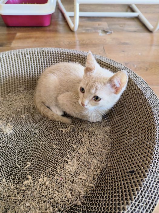 Ищем дом котятам