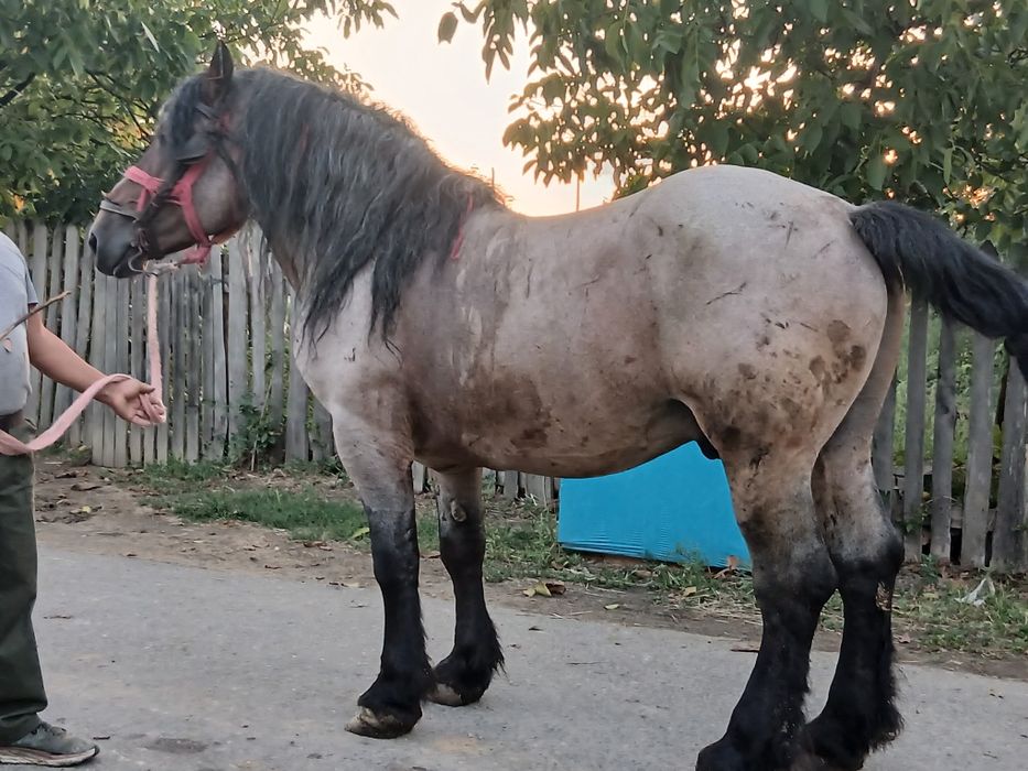 Armăsar Belgian de vânzare