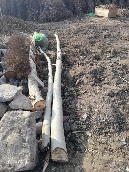 Yogoq daraxti sotladi