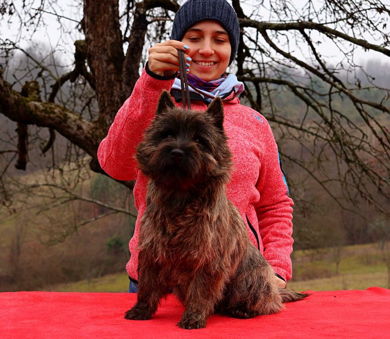 Cairn terrier baietel