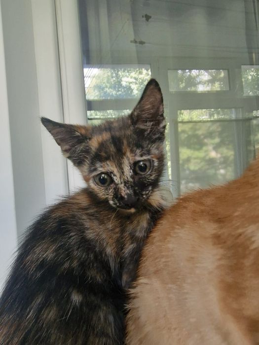 Женско  коте търси дом