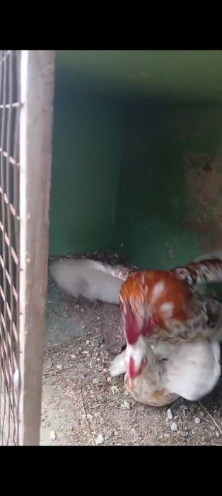 Карликовые куры Бентамка