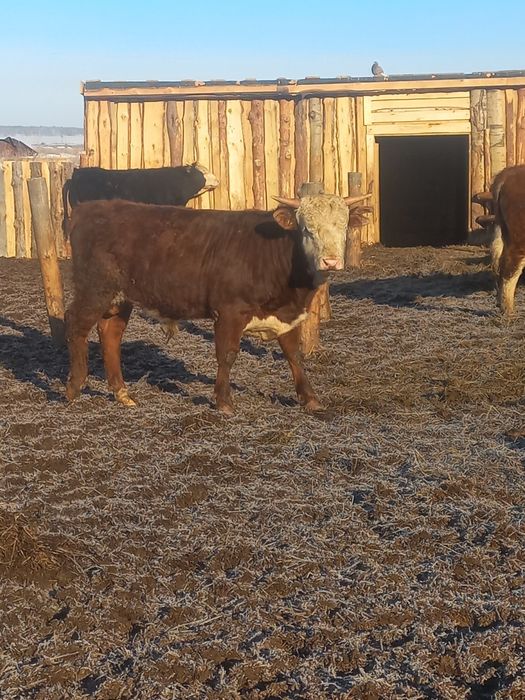 Продам быков 850000