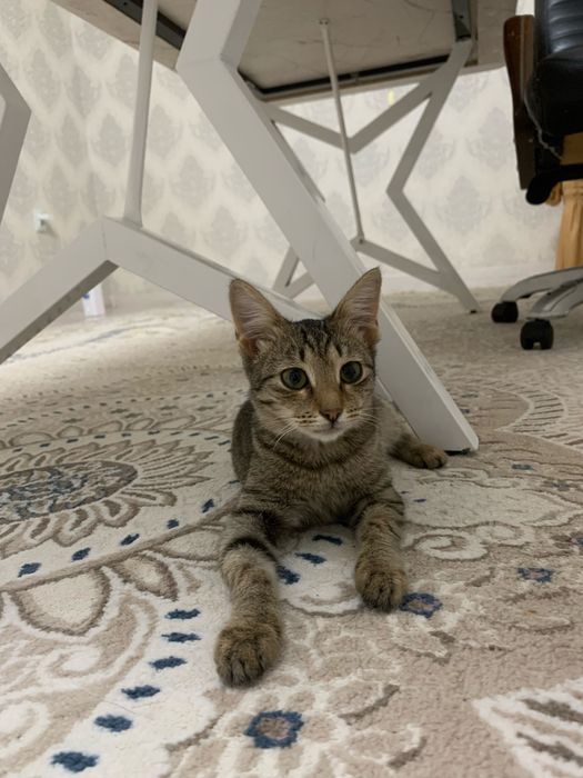 Добрые руки отдам котёнка