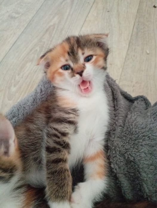 Отдаю 1 месячного котенка