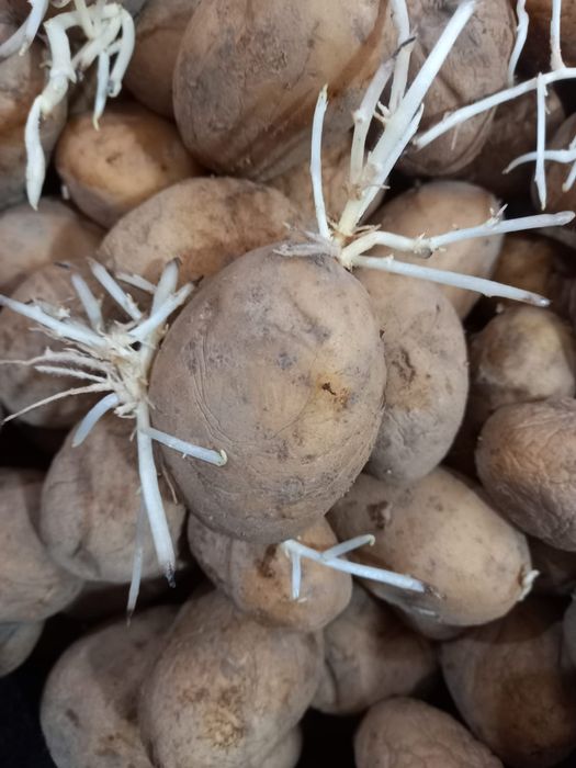 Cartofi de sămânță