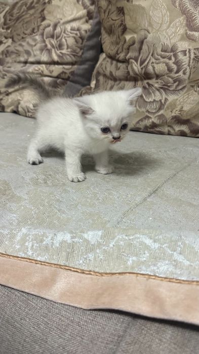 Продам котят Веслоухые!