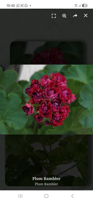 Герань Розебудная Plum Rambler( мелкие розочки). Стартеры.