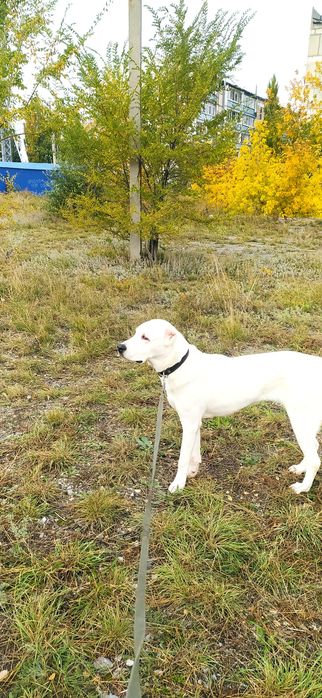 Алабай,сука, девочка 1.5 года