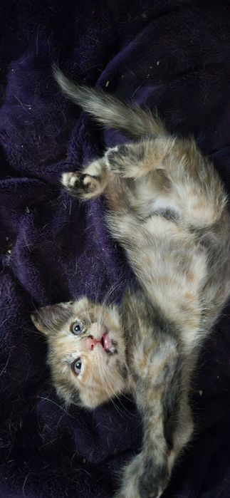 Кошечка трёхцветка