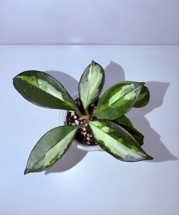 Хойя, комнатные растения, комнатные цветы