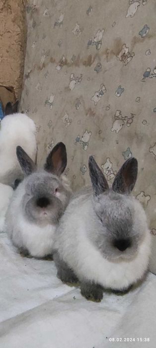 Кролики Евро Калифорнийской породы. Гарантия качества!
