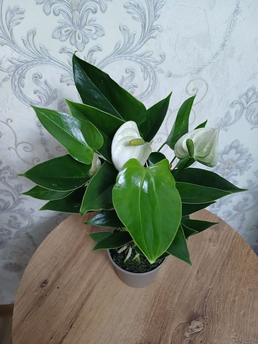 Антуриум комнатные цветы