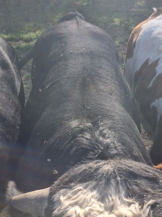 Vând viței de carne