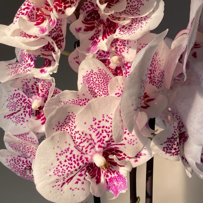 Орхидея, орхидеи! Высокие! На подарок!