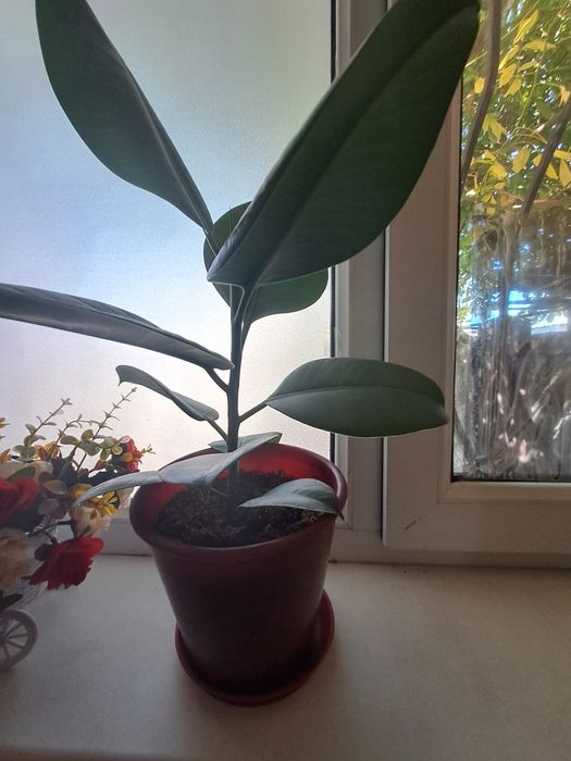 Цветы Гүлдер гүл