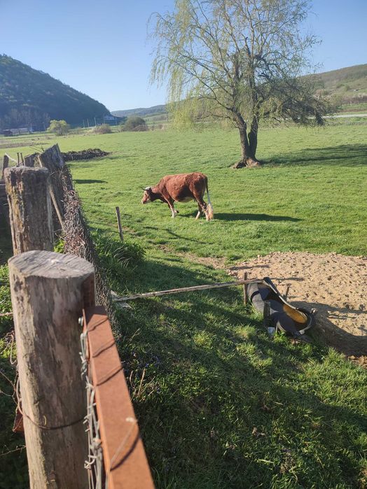Vind vacă la a 3 fătare ,blîndă , bună de lapte,gestanta în luna a 8