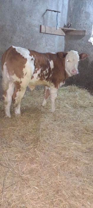 Mascul 3 luni Baltata Românească