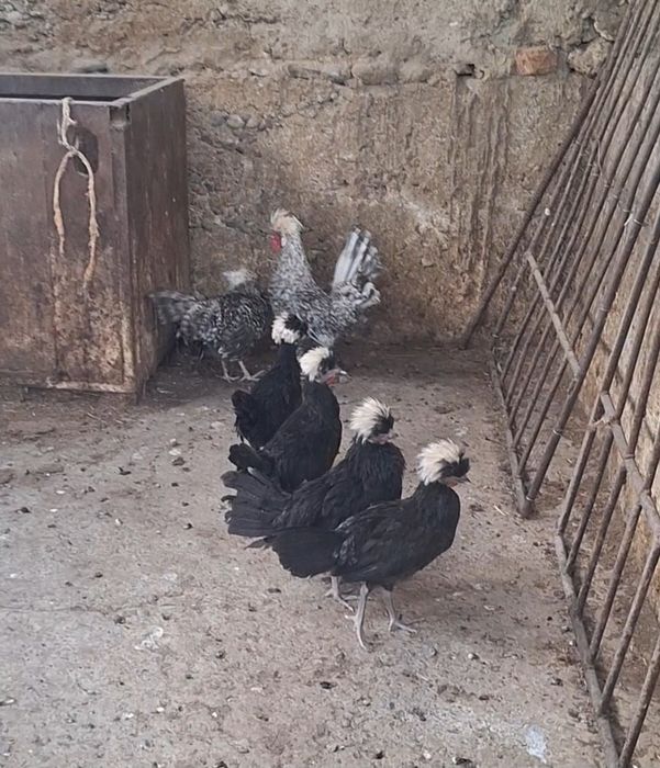 Голандские белохохлые
