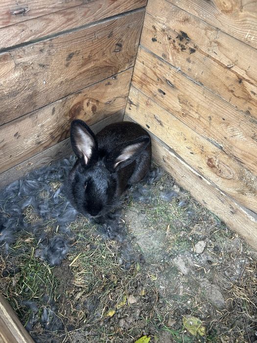 Продам кролика черный