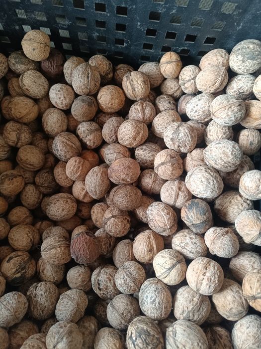 Продам грецкий орех