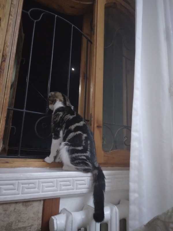 Кошка ташкент. Кличка для кота. Пропавшие коты Ивано. 1 Кошка. Кличка для серого кота.