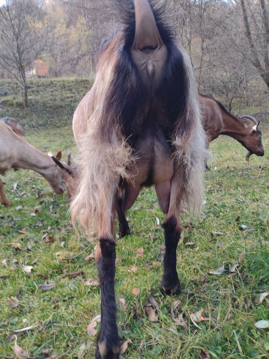 Vând capră alpină franceză gestantă