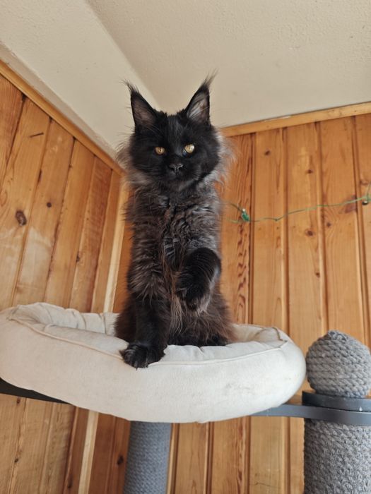 Котенок Мейн кун