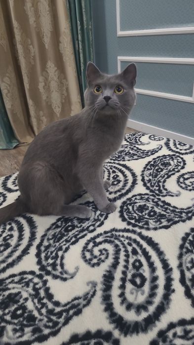 Отдам кота в добрые руки