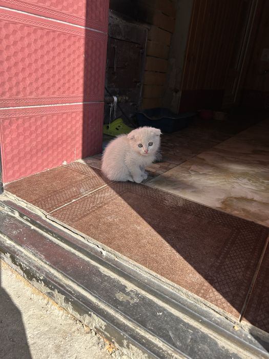 Продам котенка вислоушка