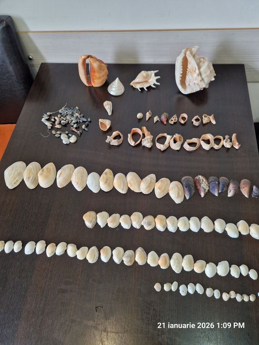 Scoici naturale mari și mici