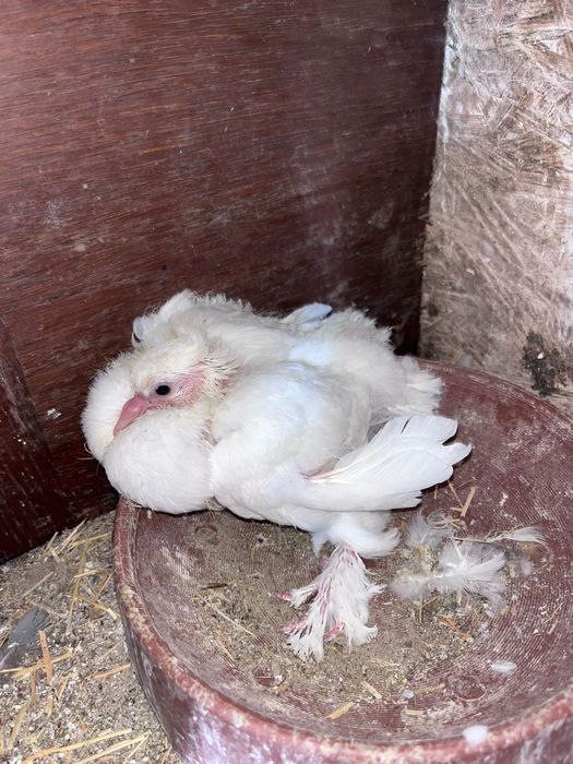 Porumbei voltati indieni