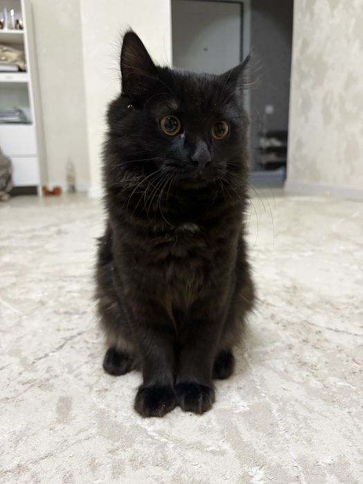 Отдаем кота в добрые руки