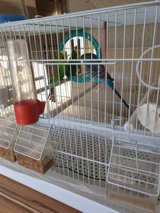 Продам двух попугаев