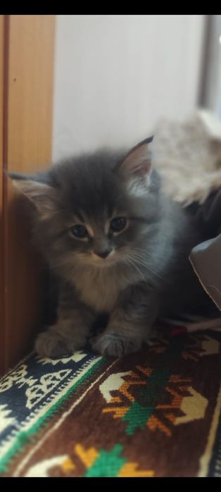 Котята ищут родителей