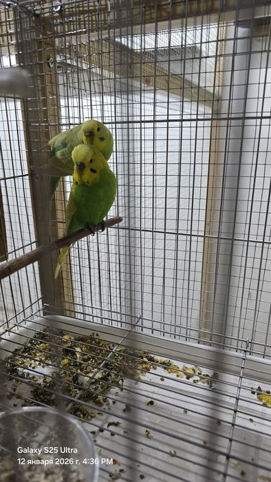 Продаётся радужный попугай