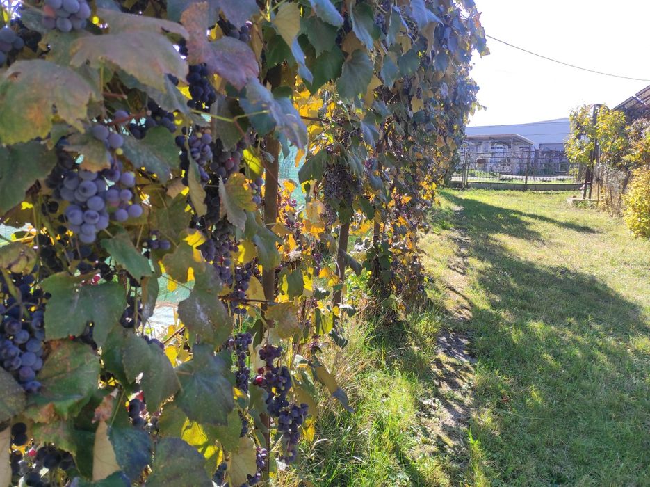Teren 10,4 ari+casă veche pentru renovare ,  Baia mare