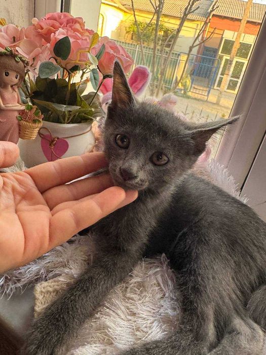 PSP uchun shaxsiy erotika