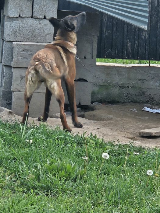 Продам бельгийский овчарка