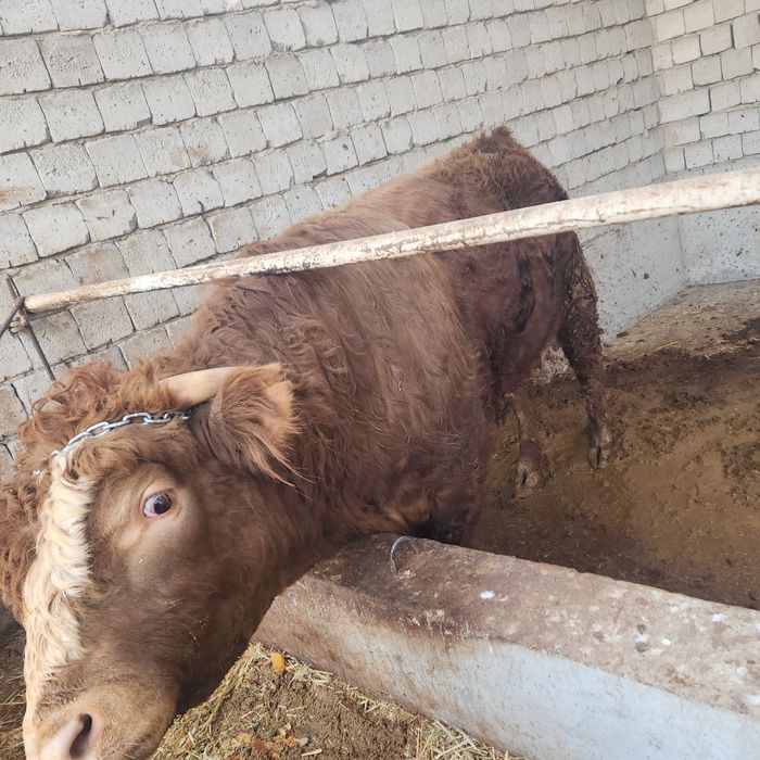 Limuzin paroda nasllikka