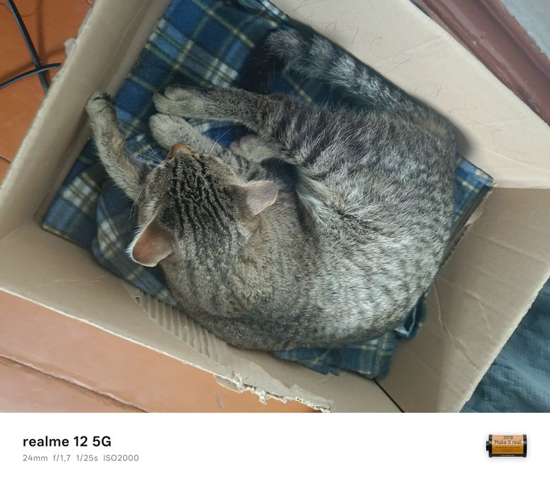 Отдам кота взрослого