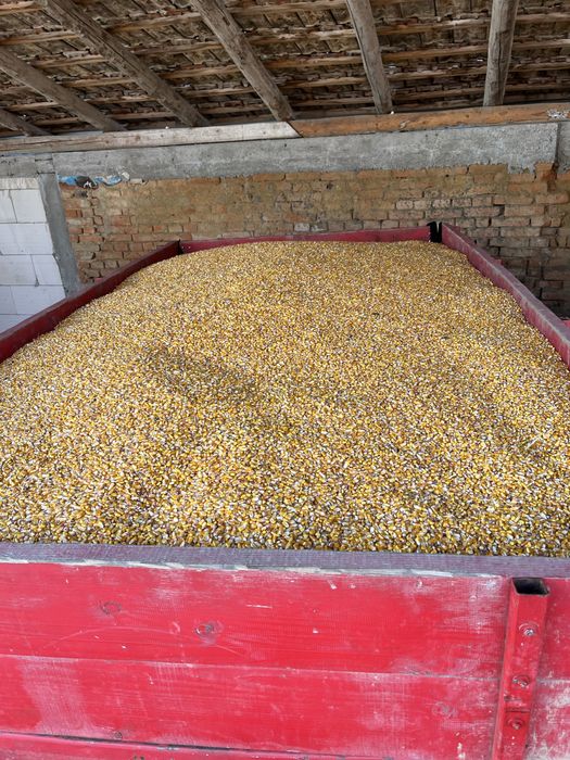 Vând porumb, orz, grâu și triticale – 15tone  – 1,30lei/kg negociabil